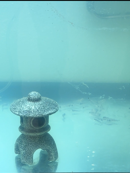 "All the fish were dead at the bottom of the tank," he recalled. The tragic aftermath of a weekend school vandalism left the classroom in mourning as Mr. Cyphert’s trout project, once thriving, is now a heartbreaking scene of loss. (photo: Mr. Cyphert)